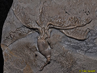 Dichocrinus Crinoid Fossil