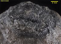 Edrioasteroid fossil