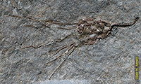 Eocrinoid fossil
