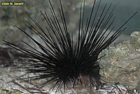 Longspined Urchin