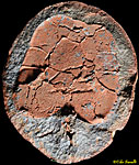 Mitrocystites fossil