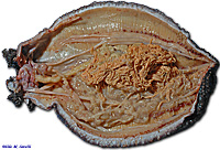 Sea Cuke Dissection