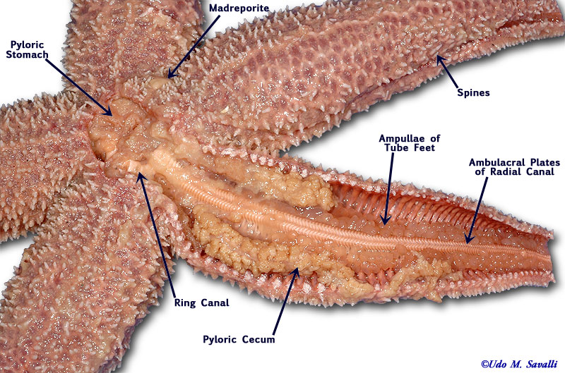 Printables Starfish Dissection Worksheet collection of starfish dissection worksheet bloggakuten