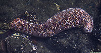 Speckled Sea Cuke