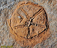 Edrioasteroid fossil