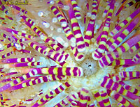 Sea Urchin Closeup 2