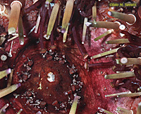 Sea Urchin Closeup