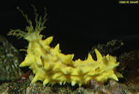 Yellow Sea Cuke