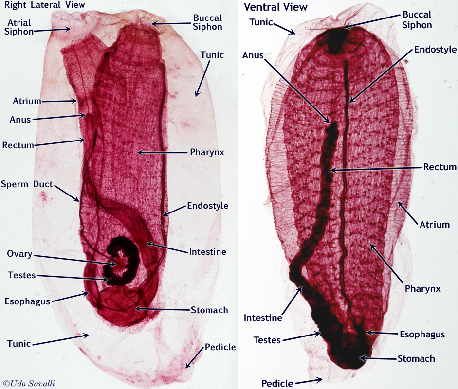 Tunicates chordates characteristics