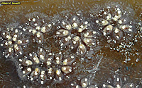 Star Tunicate