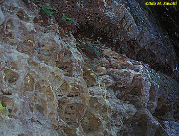 Limestone outcrop