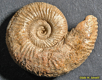 BIO113-Fossils