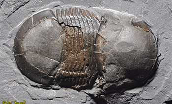 Bumastus trilobite