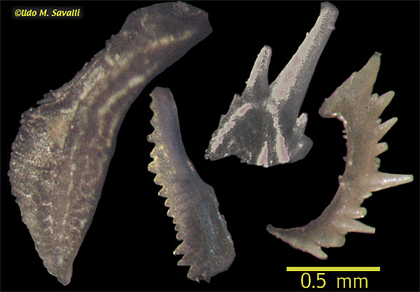 conodont