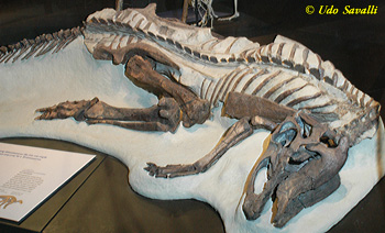 Edmontosaurus skeleton