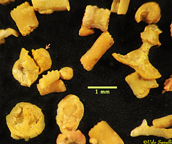 foraminiferan microfossils