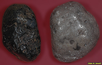 gastroliths