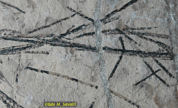 graptolites