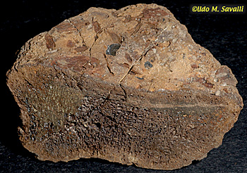 Hadrosaur vertebra