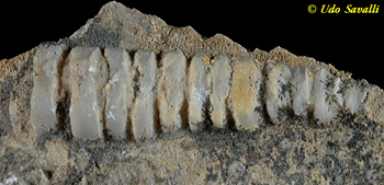 internal mold of a nautiloid