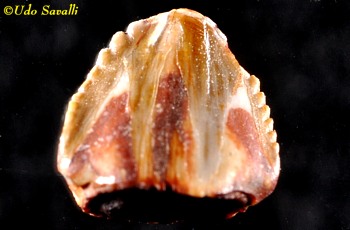 Revueltosaurus Tooth