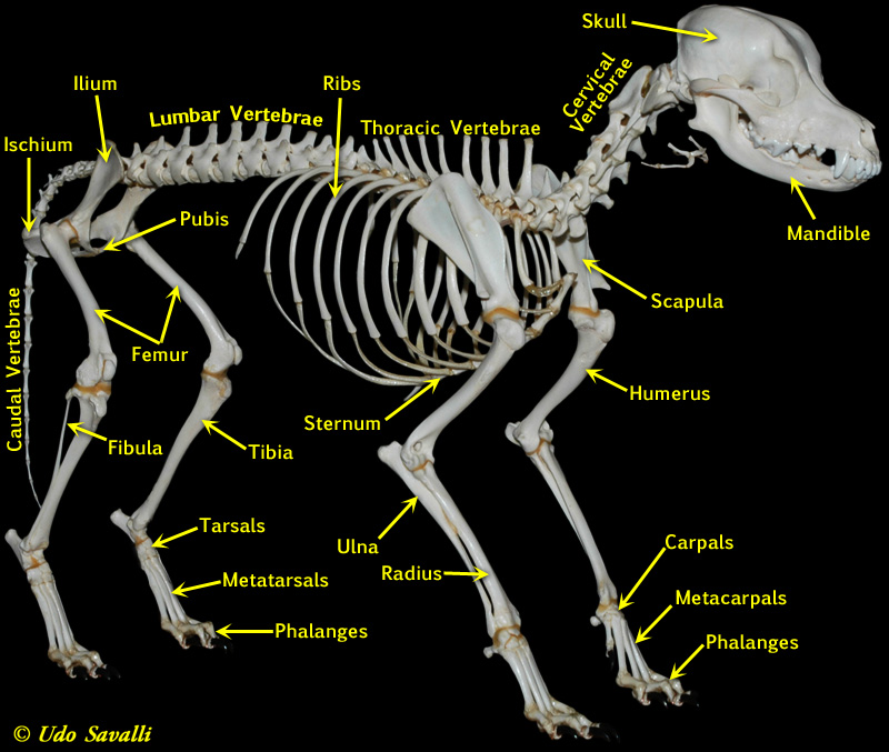 dog skeleton