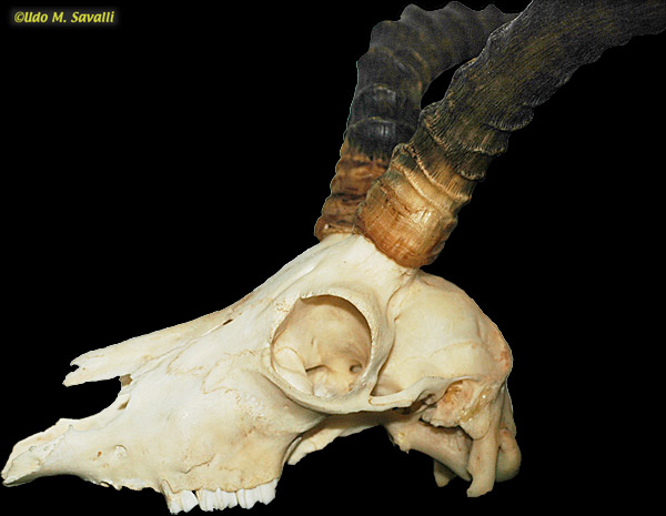 impala skull