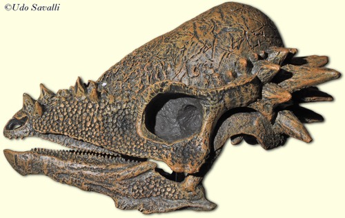 Pachycephalosaurus skull