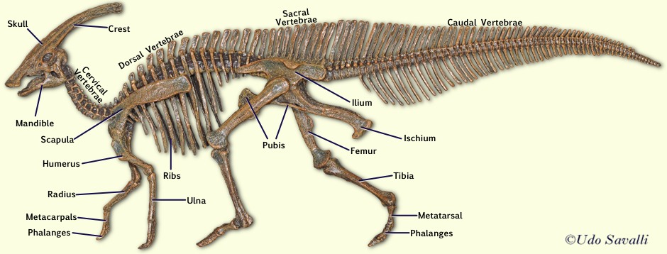 Parasaurolophus skeleton