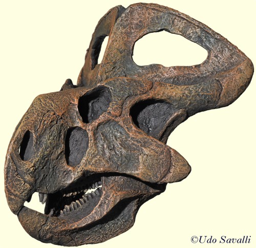 Protoceratops skull