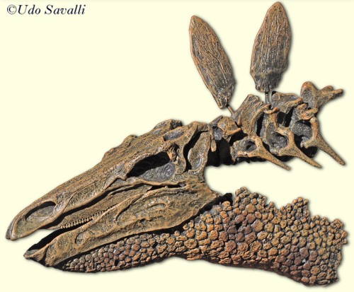 Stegosaurus skull