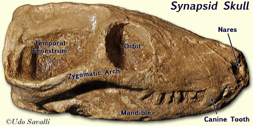 synapsid skull