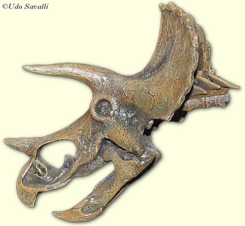 Triceratops skull