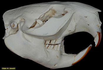 beaver skull