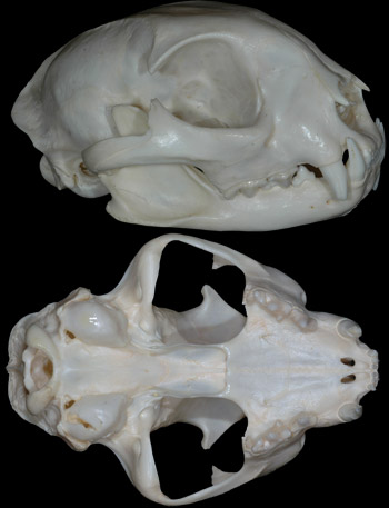 bobcat skull