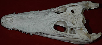 chimp skull