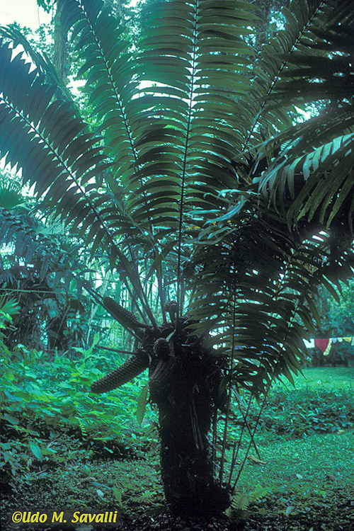 Cycad