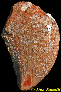 deltadromeus tooth