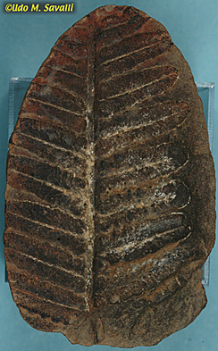 fern frond fossil