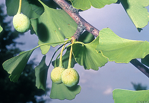 Ginkgo