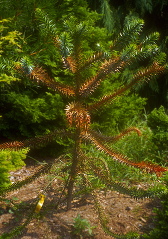 Monkey Puzzle