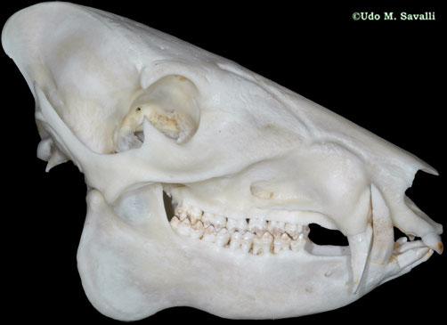 javelina skull