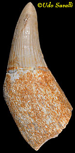 Platecarpus tooth