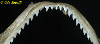 shark jaw