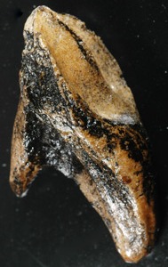 Triceratops tooth