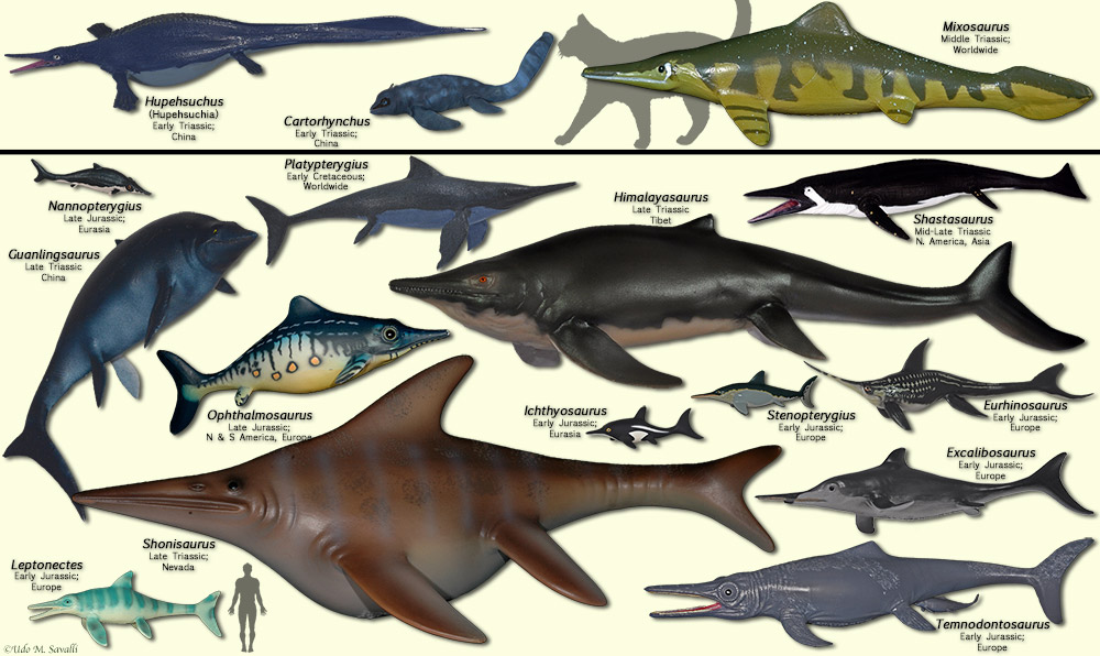 Ichthyosaurs