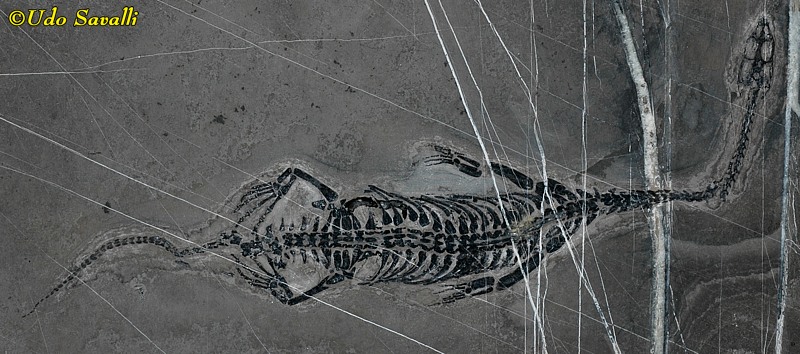 Keichousaurus Fossil