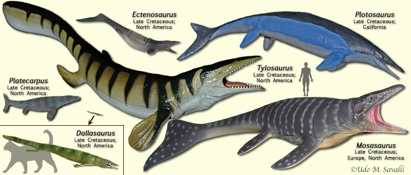 Mosasaurs