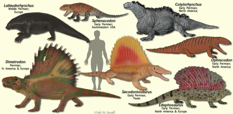 pelycosaurs