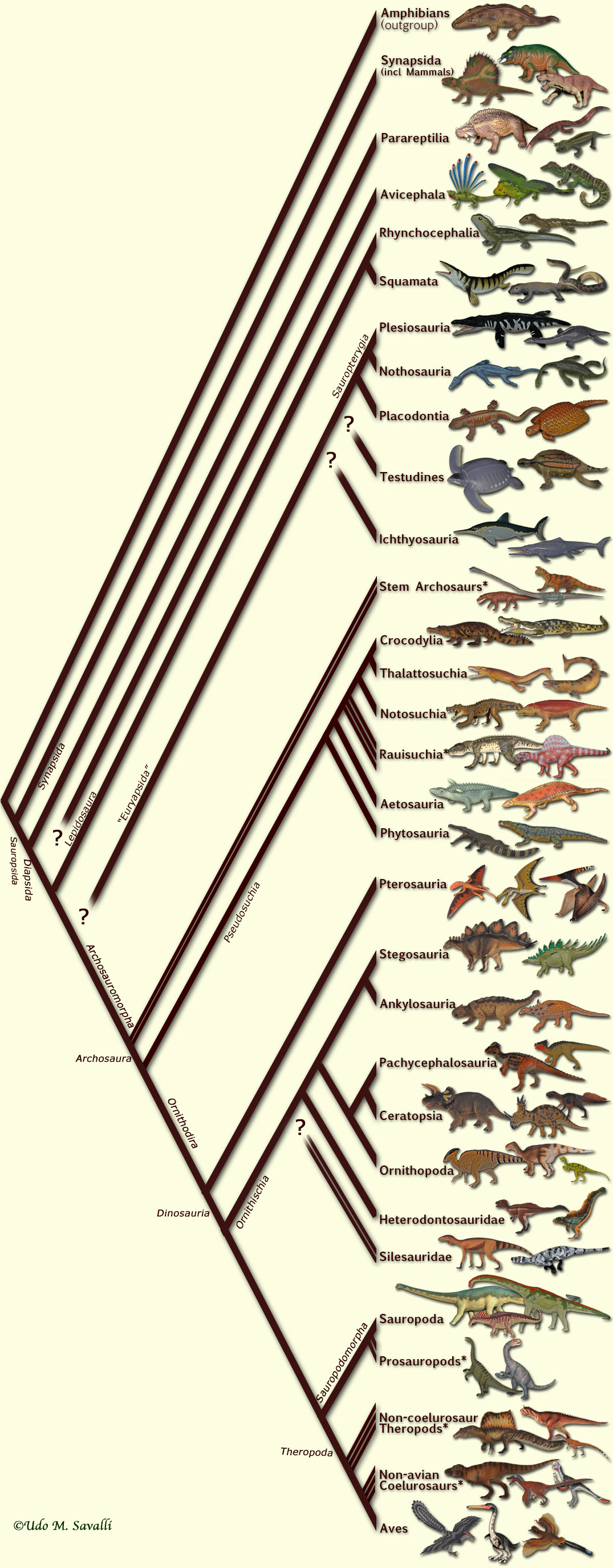 Phylogeny